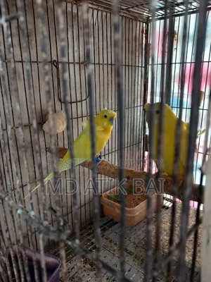 Jp Budgerigar (Japanese Budgerigar)