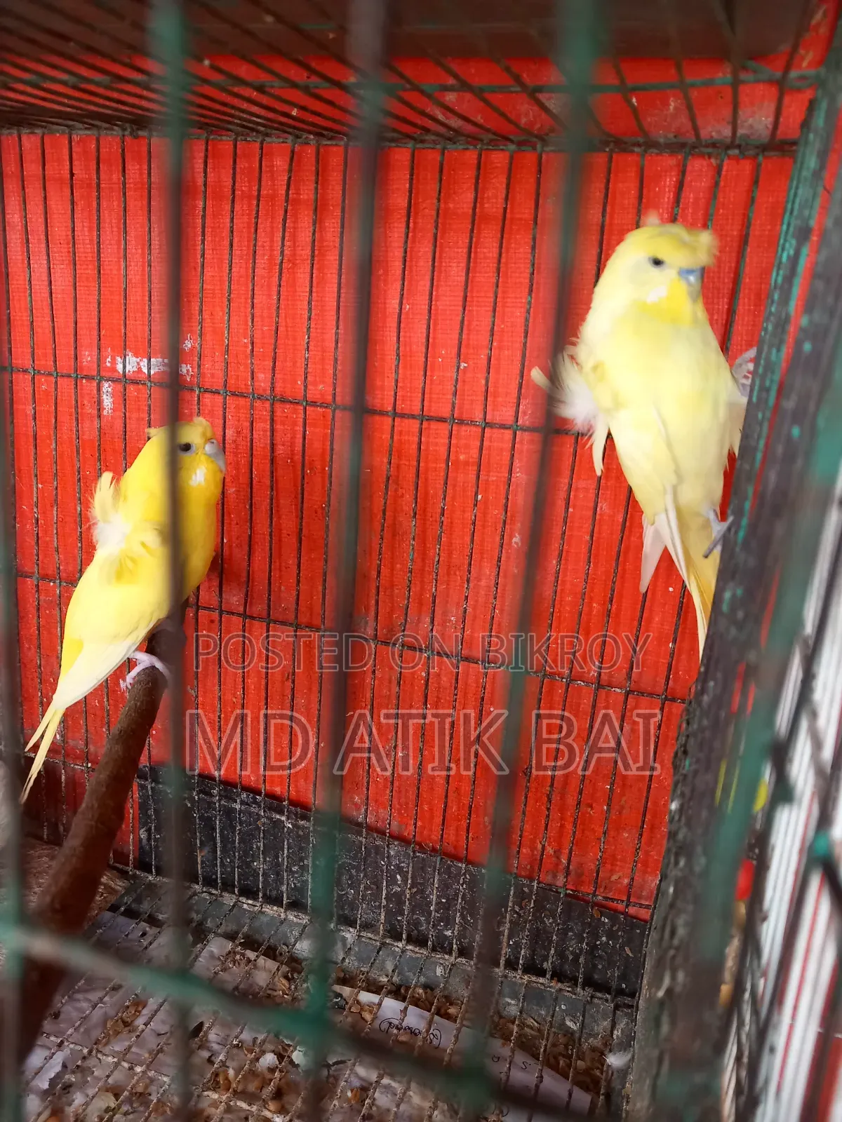 Jp Budgerigar (Japanese Budgerigar)