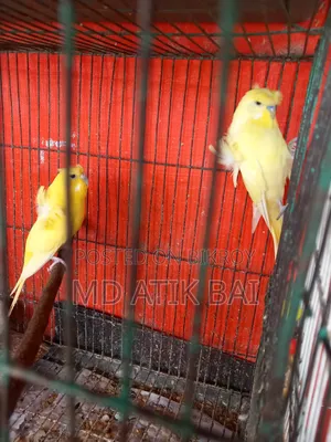 Jp Budgerigar (Japanese Budgerigar)