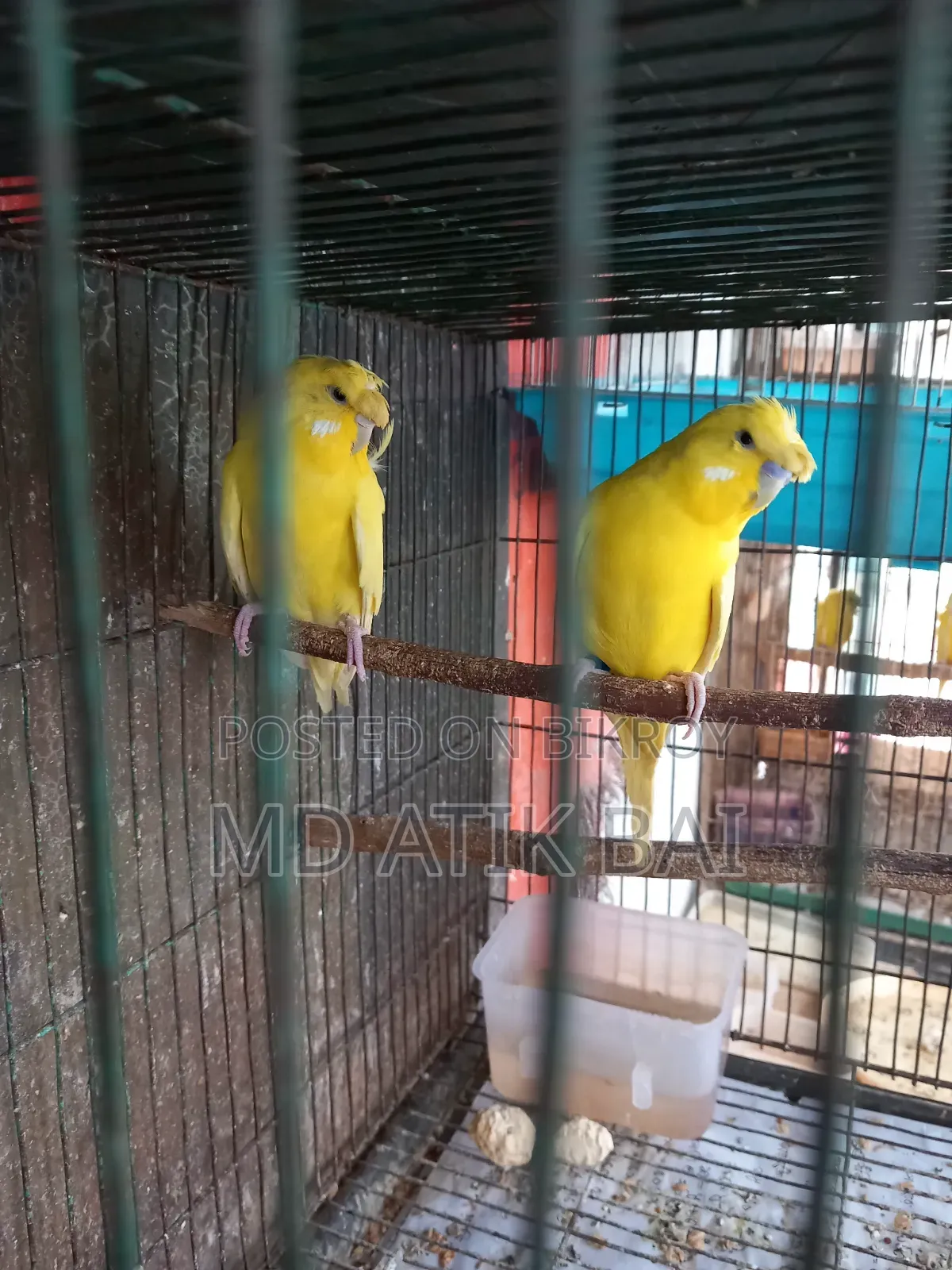 Jp Budgerigar (Japanese Budgerigar)