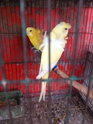 Jp Budgerigar (Japanese Budgerigar)