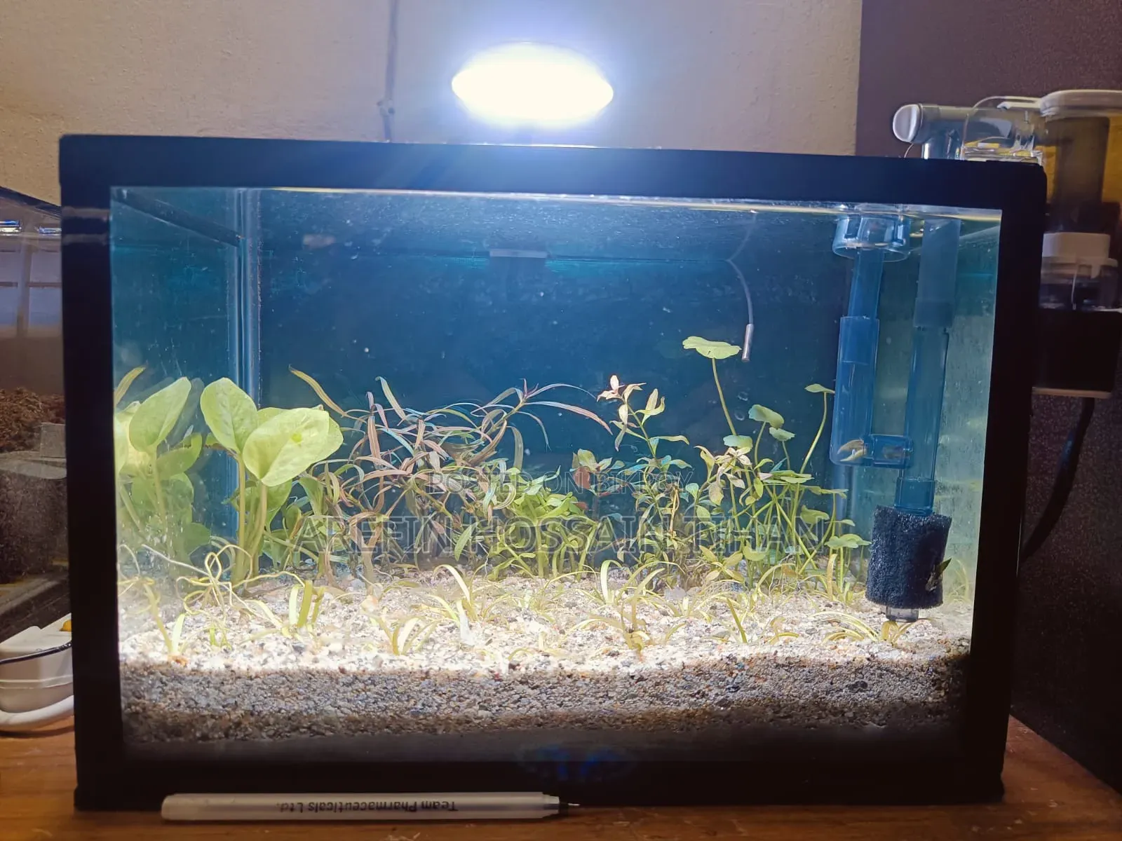 Complete Shrimp Aquarium Setup for Sale