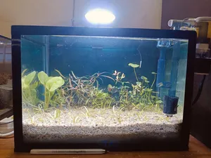 Complete Shrimp Aquarium Setup for Sale