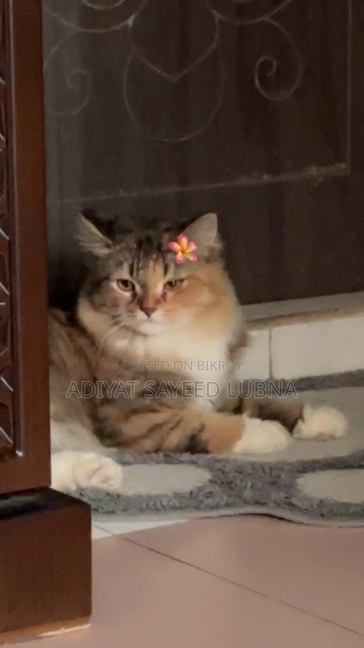 6-12 Months Female Mixed Breed Turkish Angora