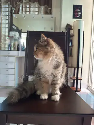 6-12 Months Female Mixed Breed Turkish Angora
