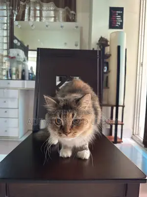 6-12 Months Female Mixed Breed Turkish Angora