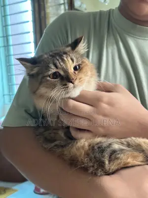 6-12 Months Female Mixed Breed Turkish Angora