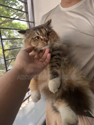 6-12 Months Female Mixed Breed Turkish Angora