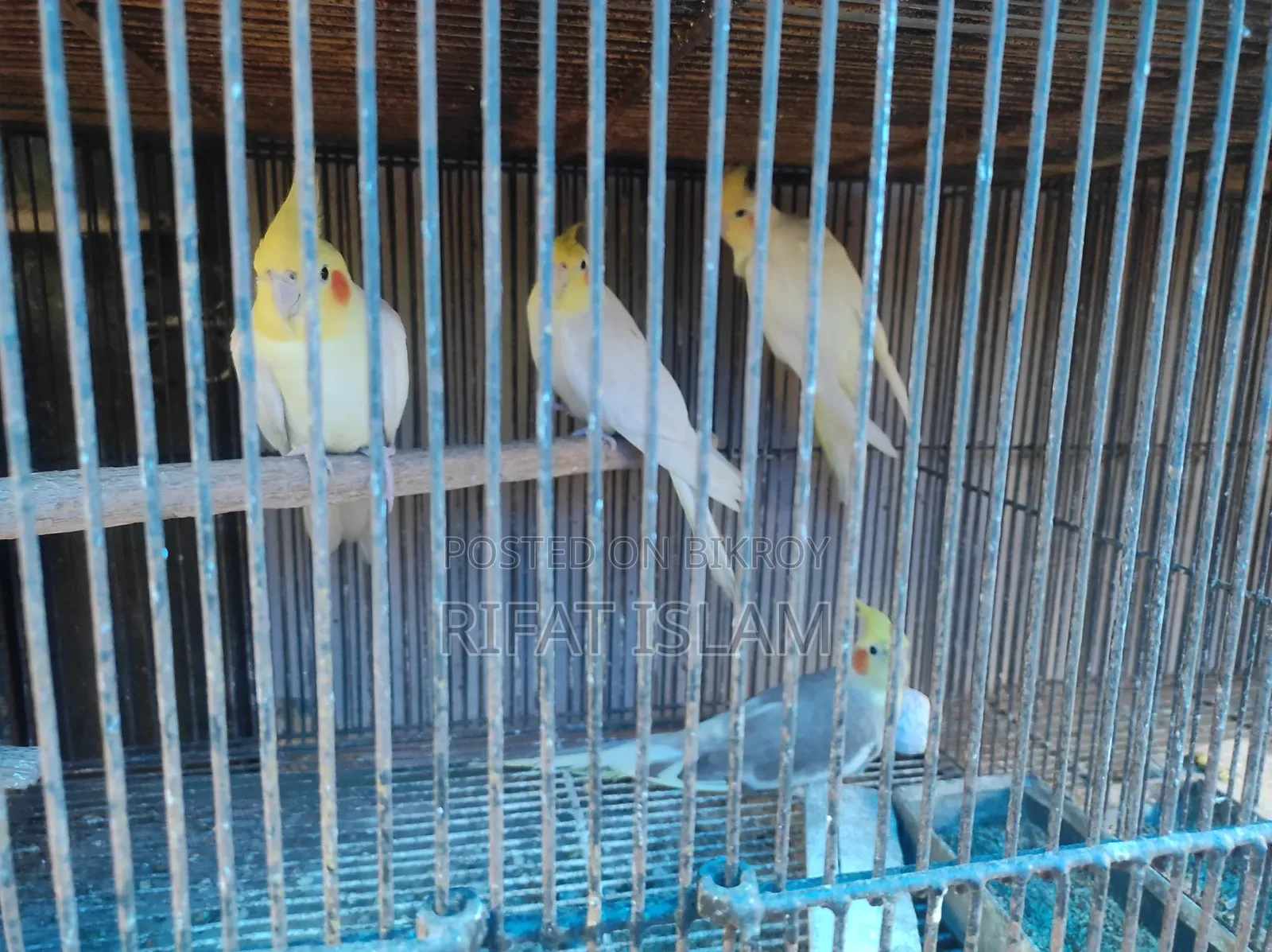 কোকাটাইল পাখি