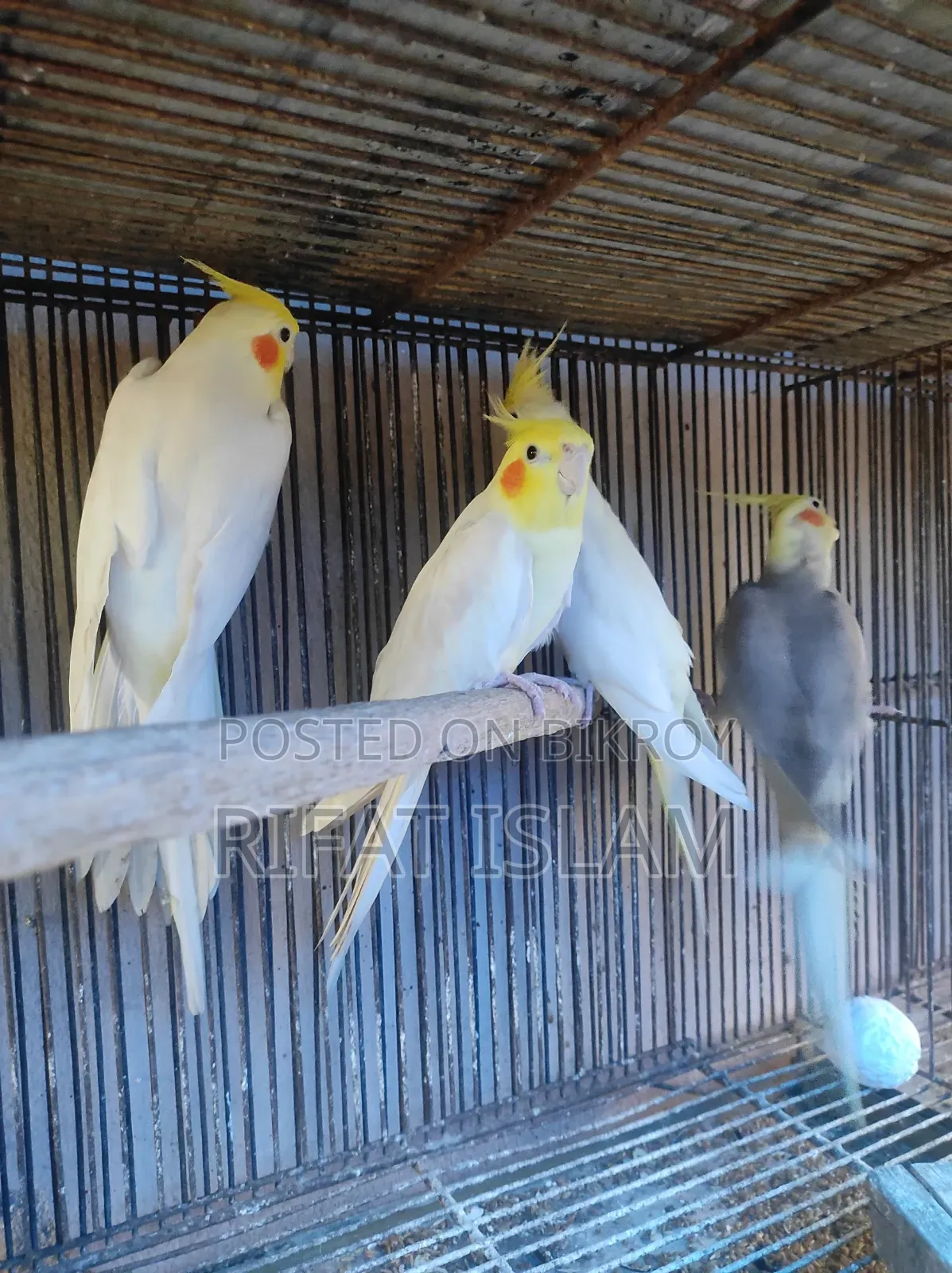 কোকাটাইল পাখি