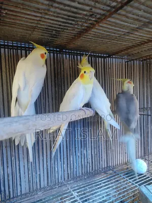 কোকাটাইল পাখি