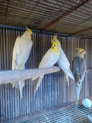 কোকাটাইল পাখি