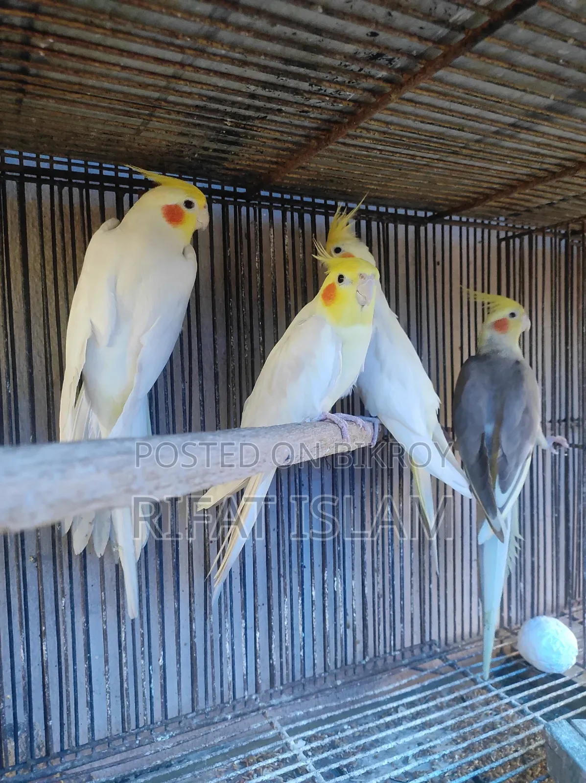 কোকাটাইল পাখি