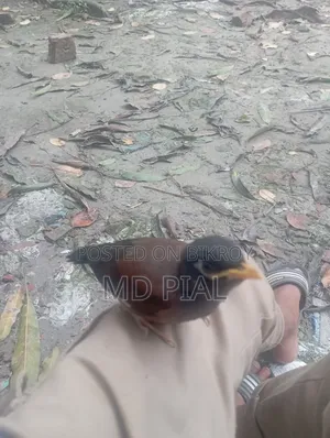 Shalik Bird