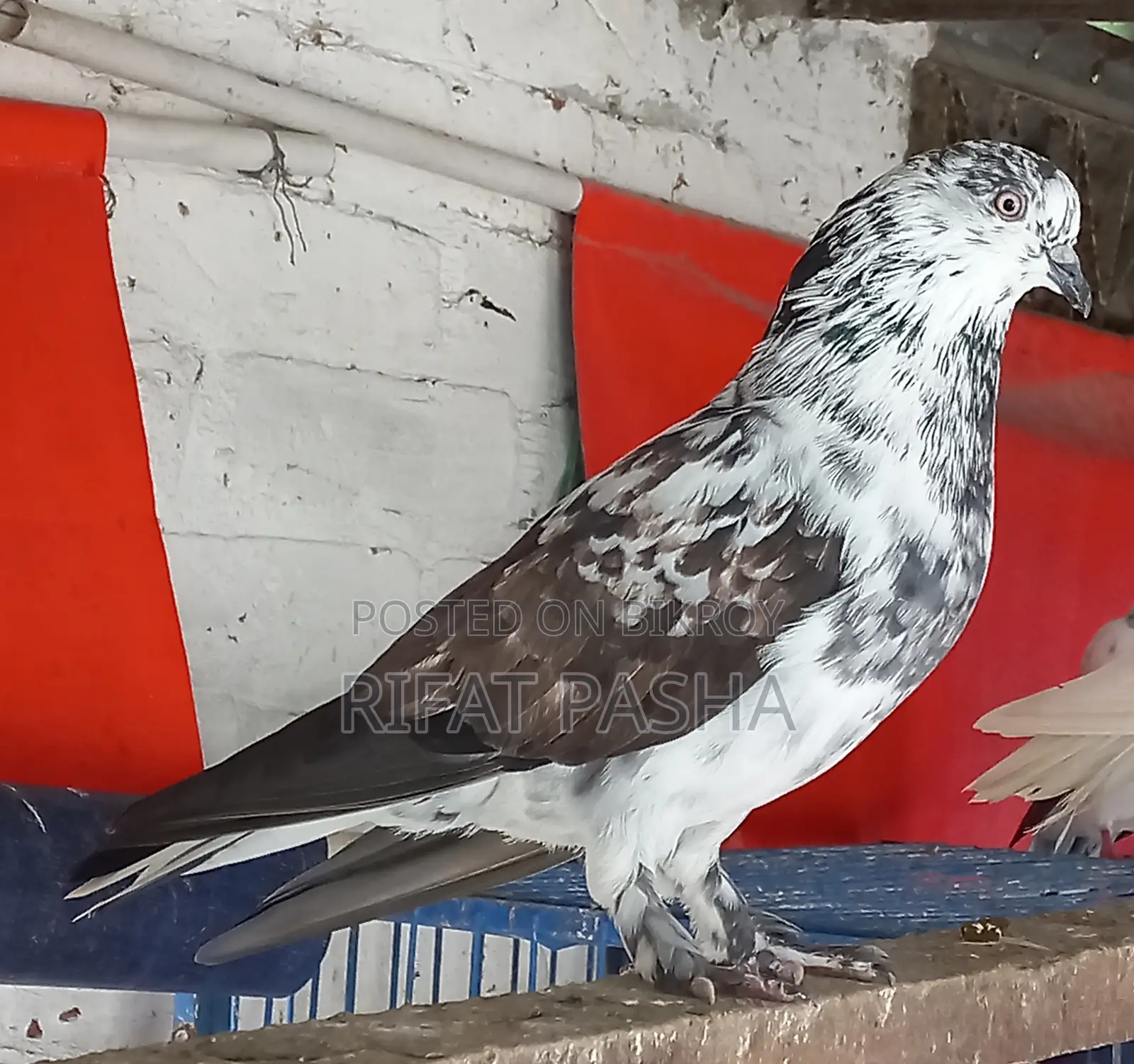 Pigeon for Sale