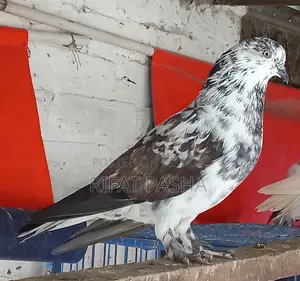 Pigeon for Sale