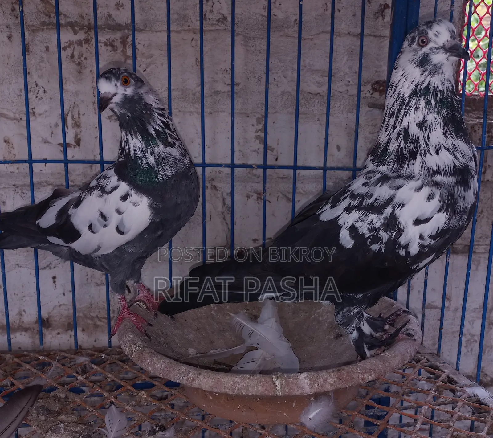 Pigeon for Sale
