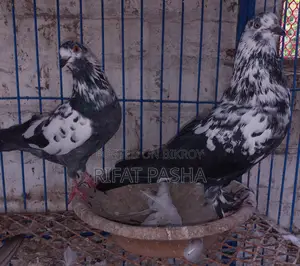 Pigeon for Sale