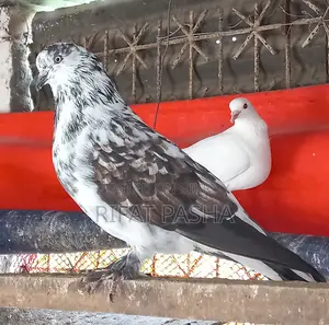 Pigeon for Sale