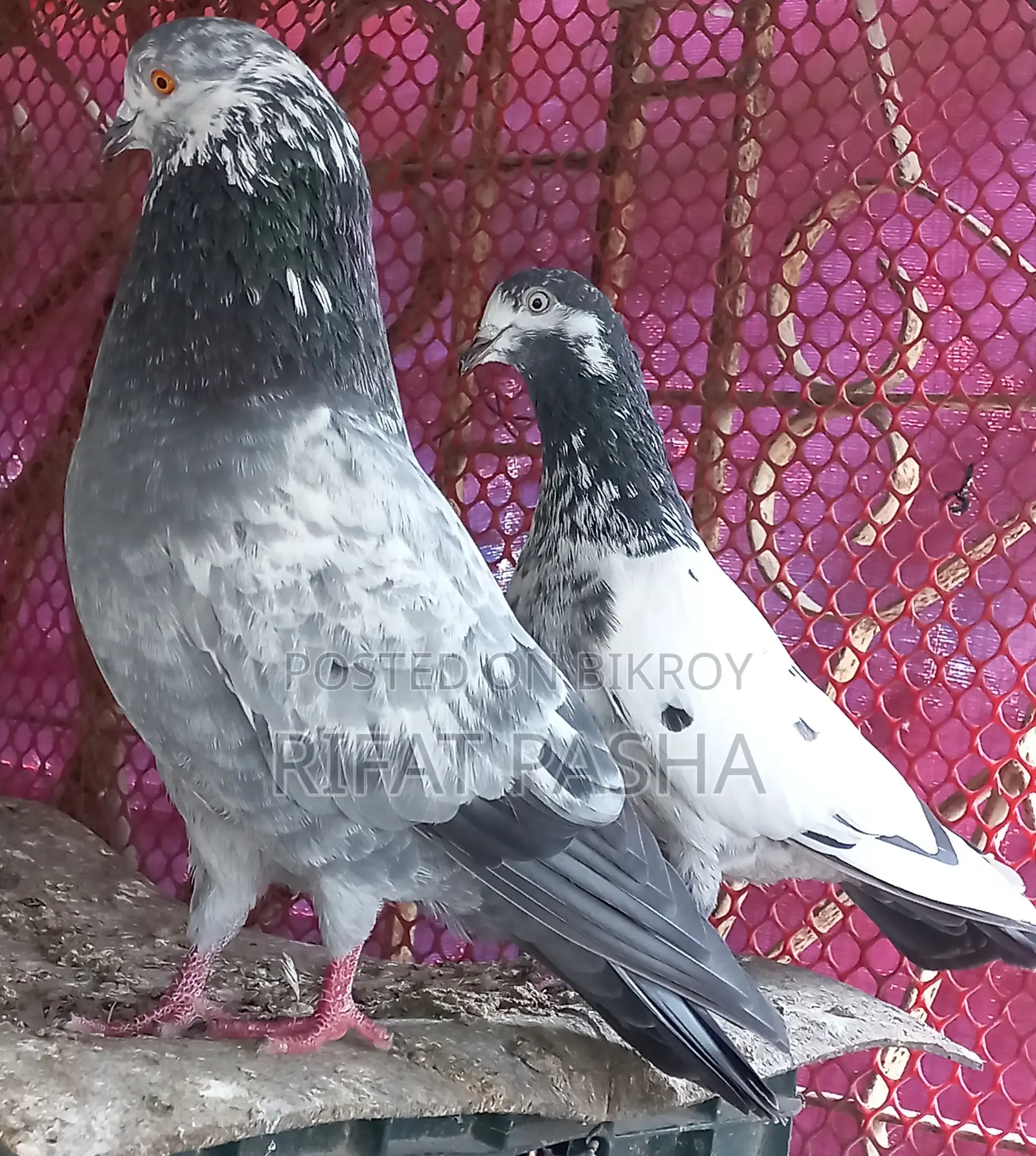 Pigeon for Sale