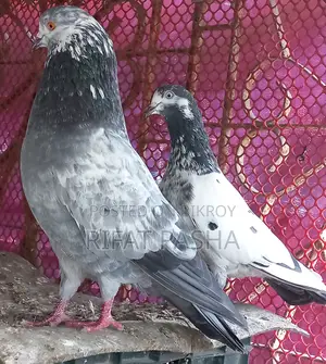Pigeon for Sale