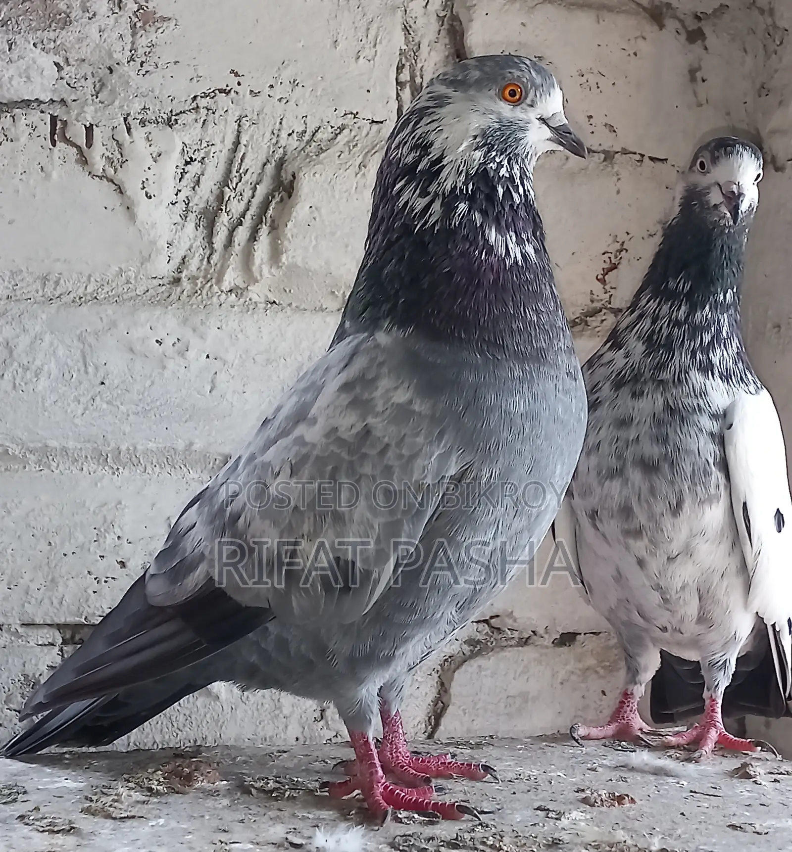 Pigeon for Sale