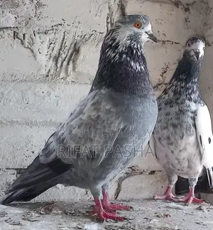 Pigeon for Sale