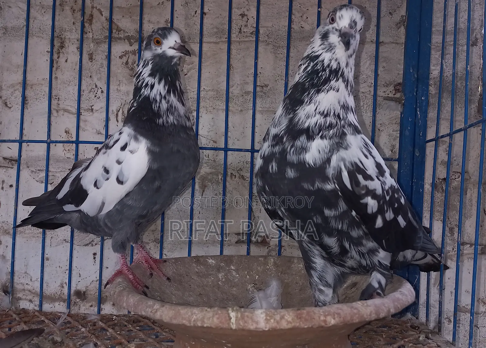 Pigeon for Sale