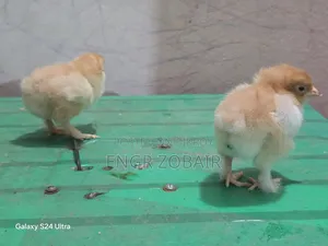 কিছু সৌখিন মুরগীর বাচ্চা সেল হবে