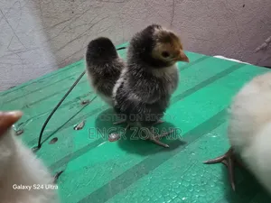 কিছু সৌখিন মুরগীর বাচ্চা সেল হবে
