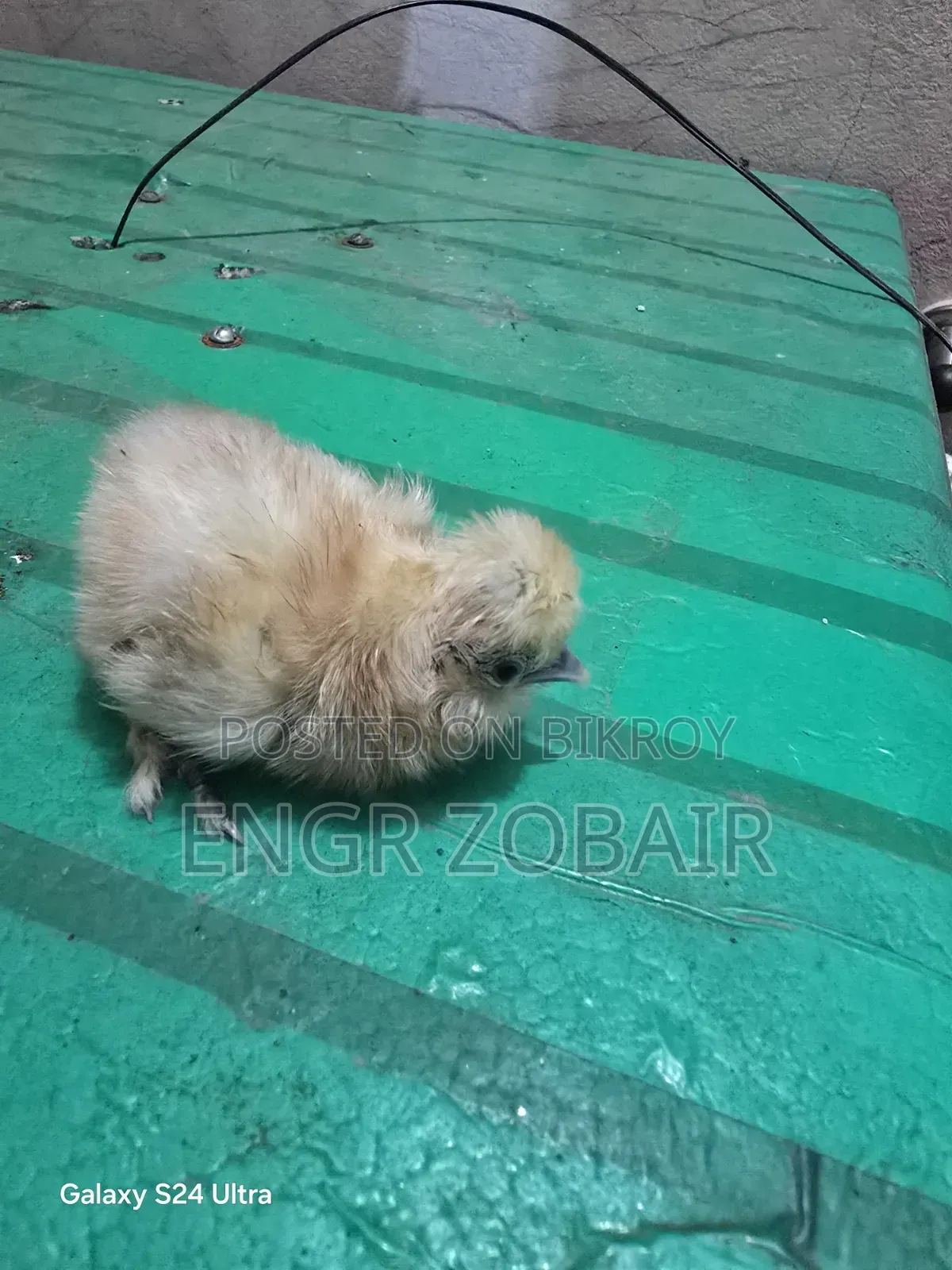 কিছু সৌখিন মুরগীর বাচ্চা সেল হবে