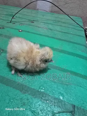 কিছু সৌখিন মুরগীর বাচ্চা সেল হবে