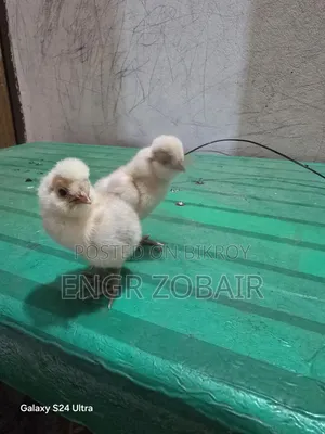 কিছু সৌখিন মুরগীর বাচ্চা সেল হবে