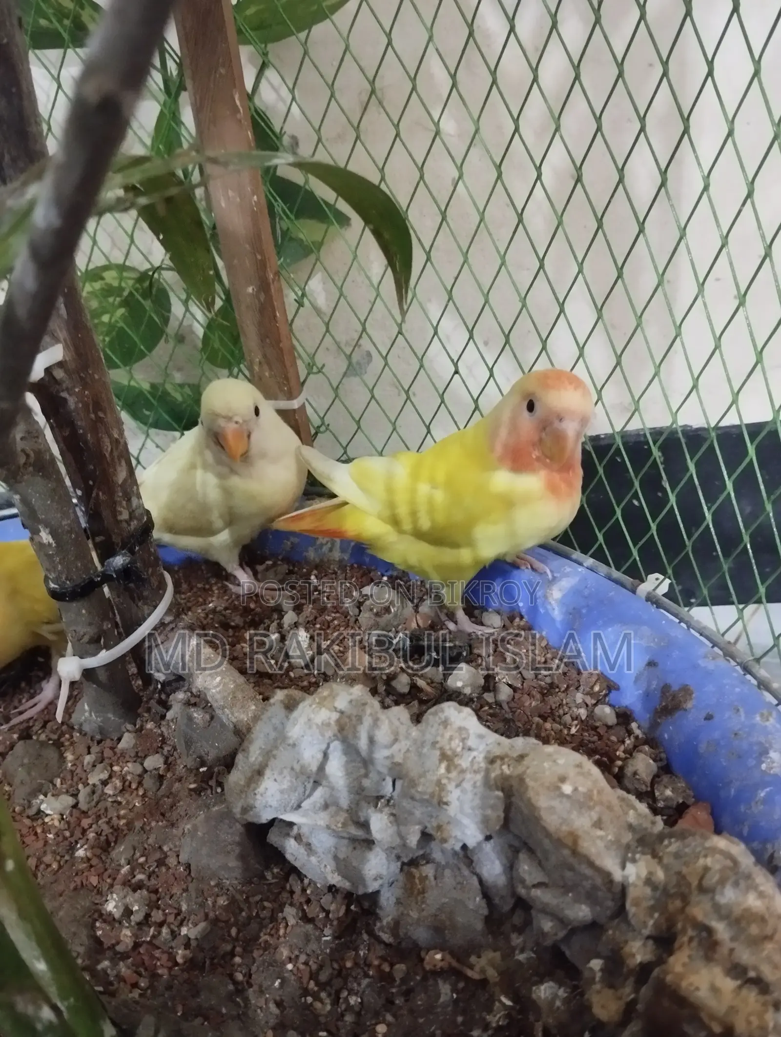 Love Bird For Sale