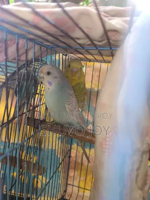 Budgie Bird