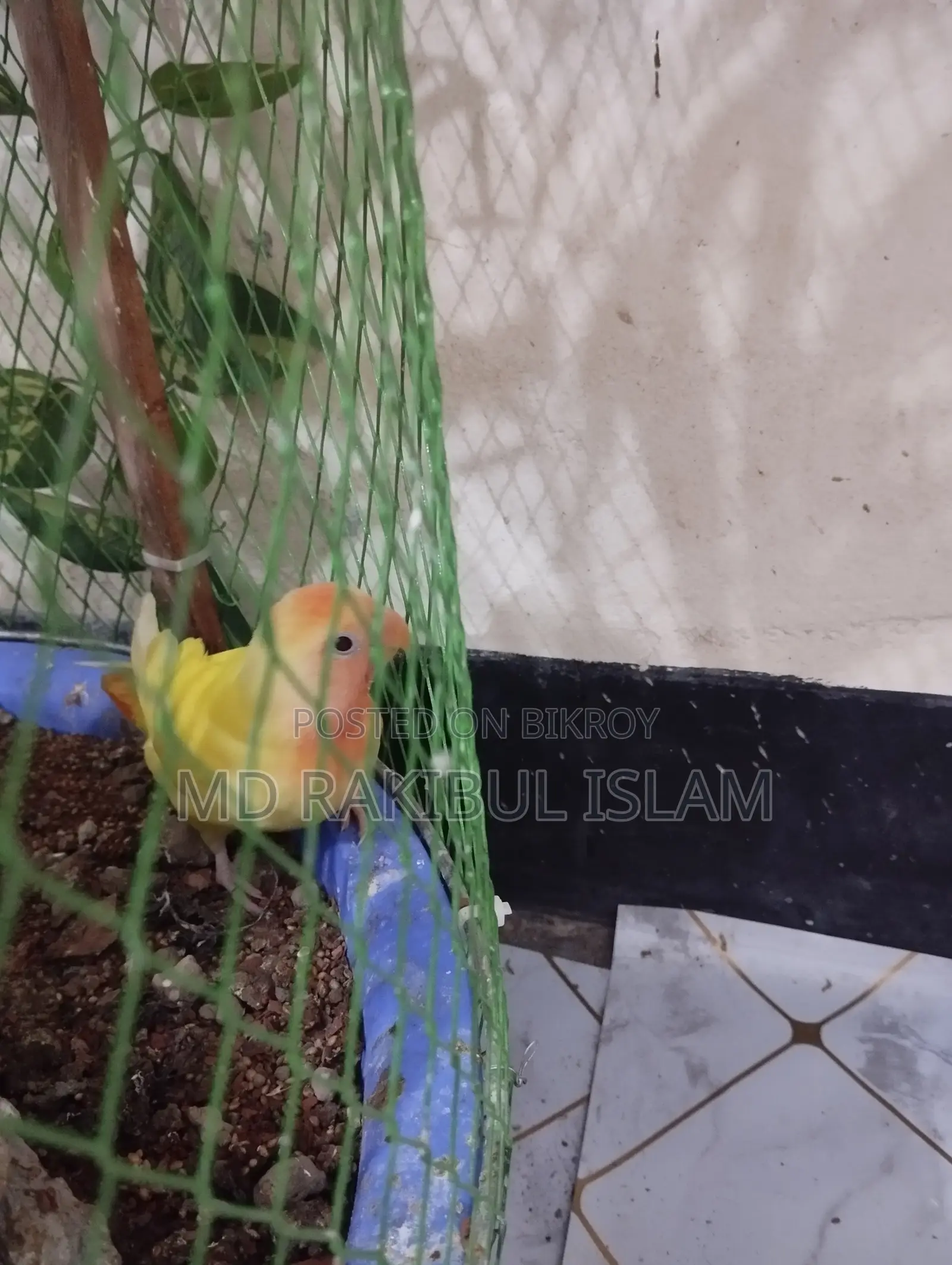 Love Bird For Sale