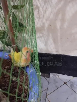 Love Bird For Sale