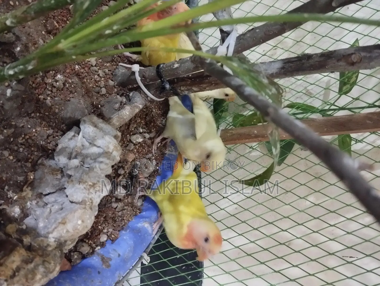 Love Bird For Sale
