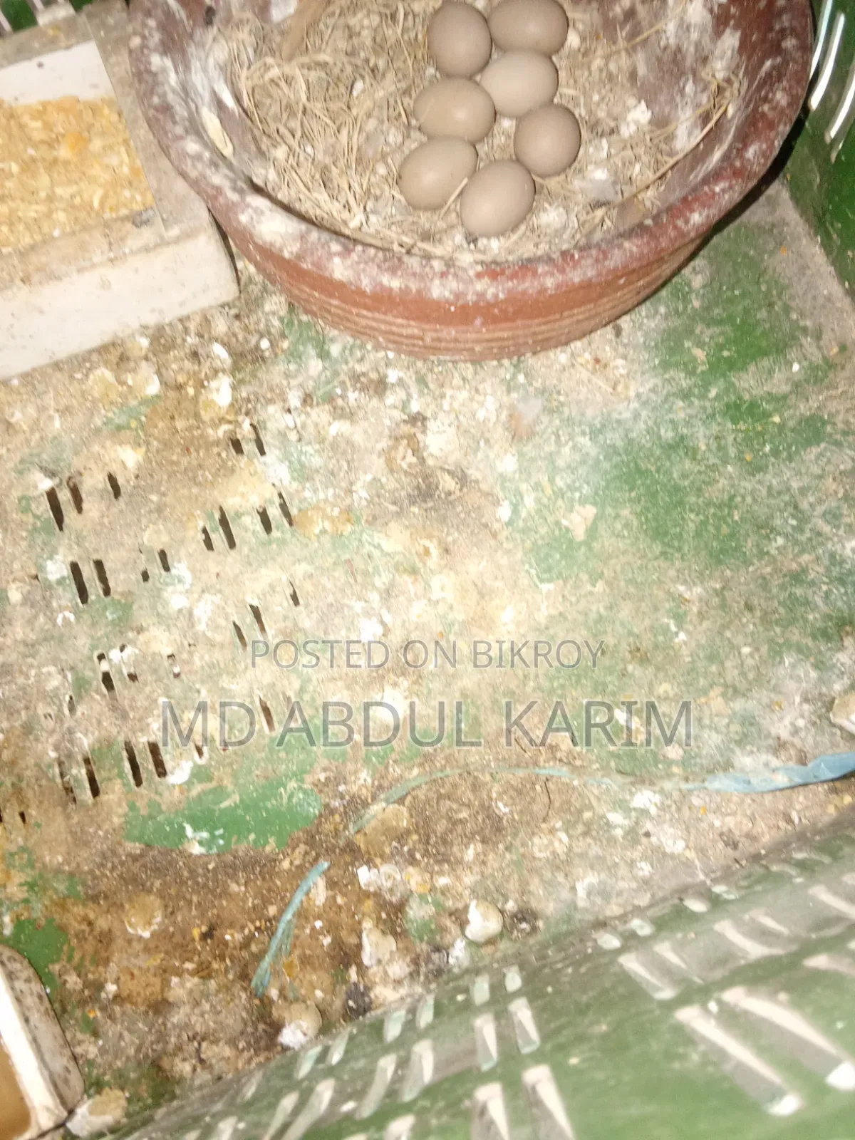 King Quail Birds