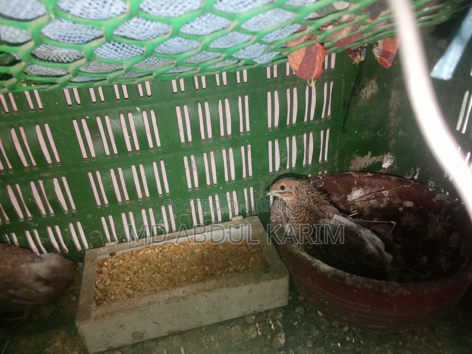 King Quail Birds