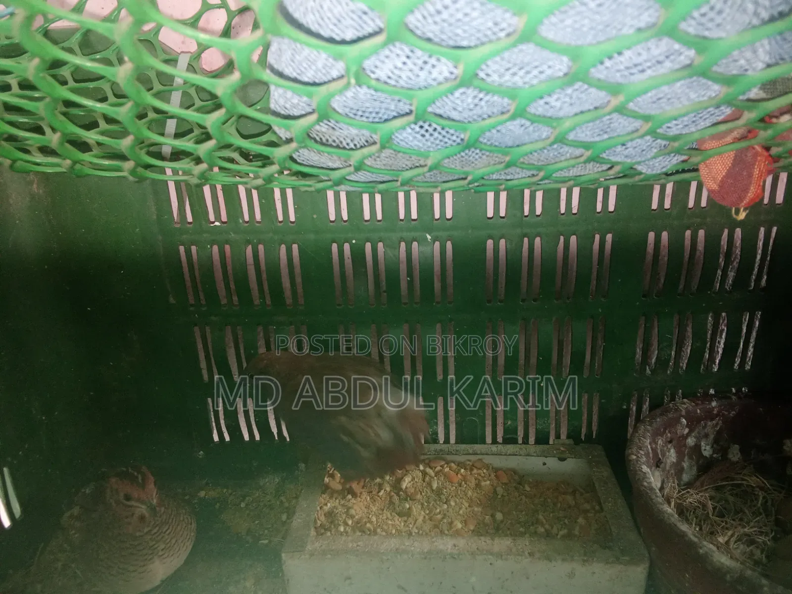 King Quail Birds