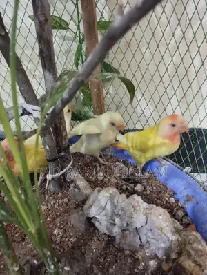 Love Bird For Sale