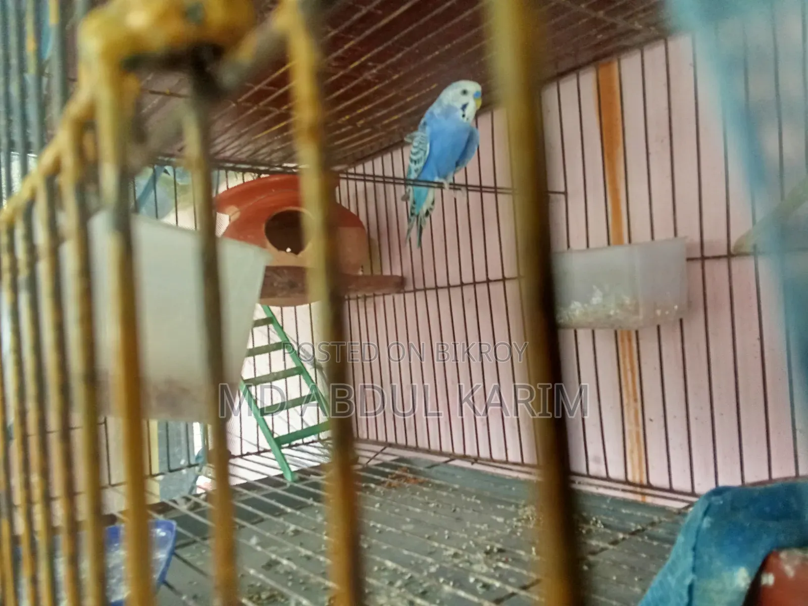 Budgerigar Birds