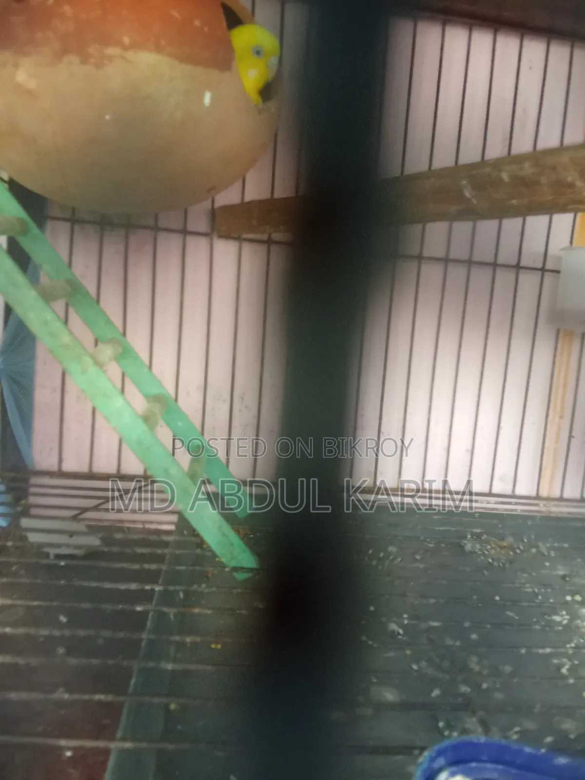 Budgerigar Birds
