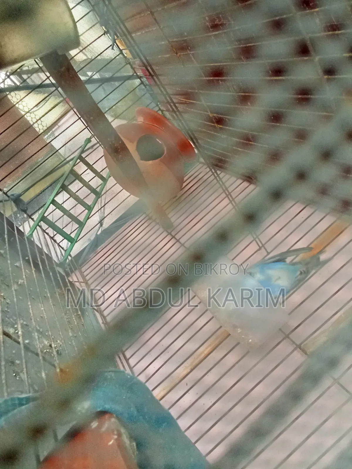 Budgerigar Birds