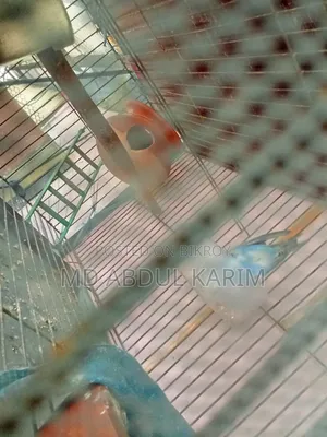 Budgerigar Birds