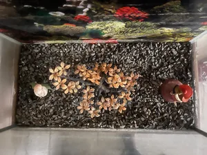 Fish Aquarium