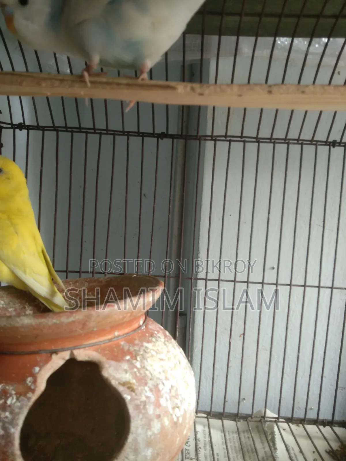 Adult Budgie Pair
