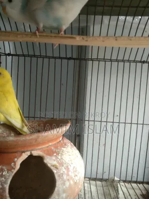 Adult Budgie Pair