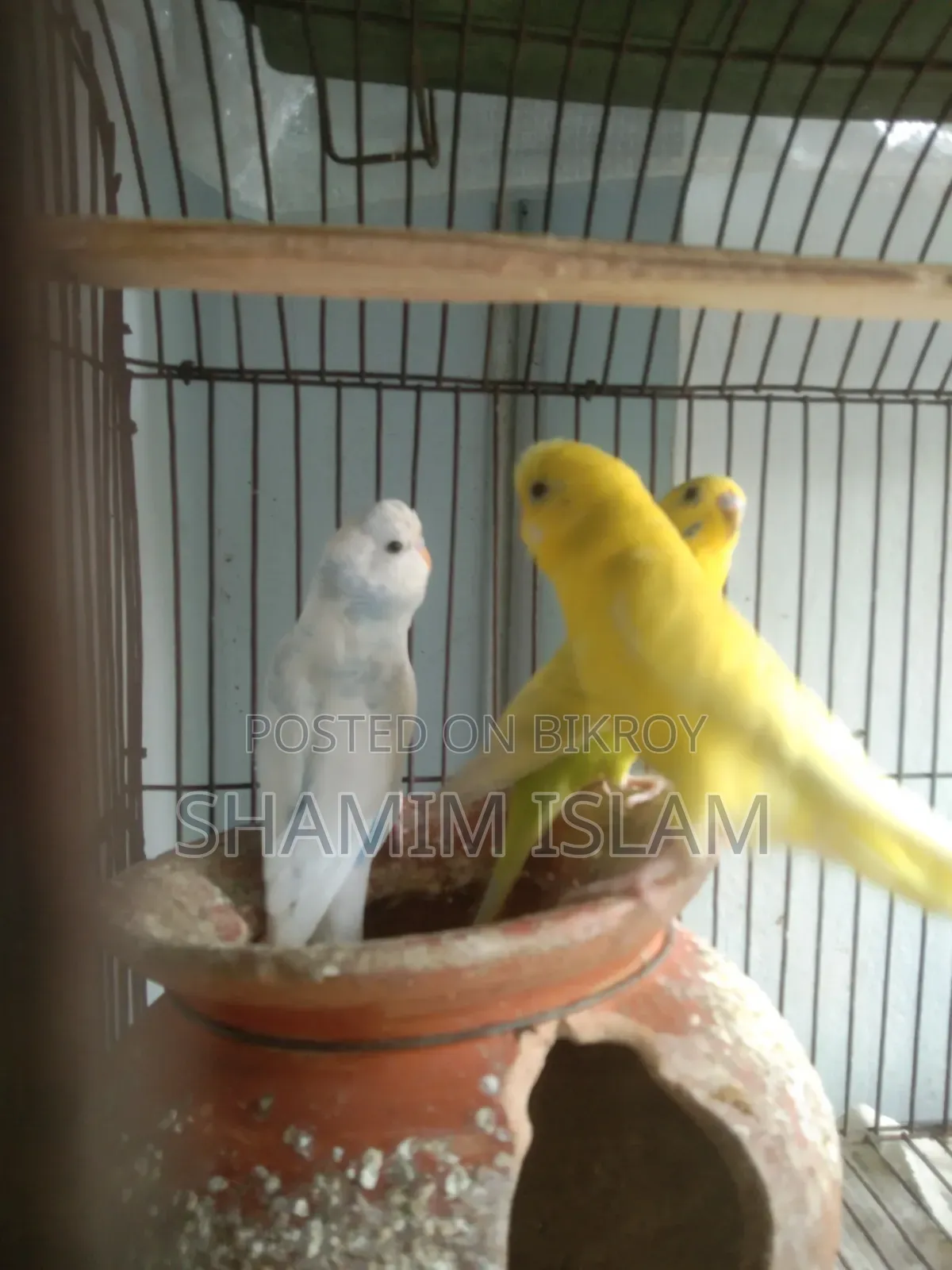 Adult Budgie Pair